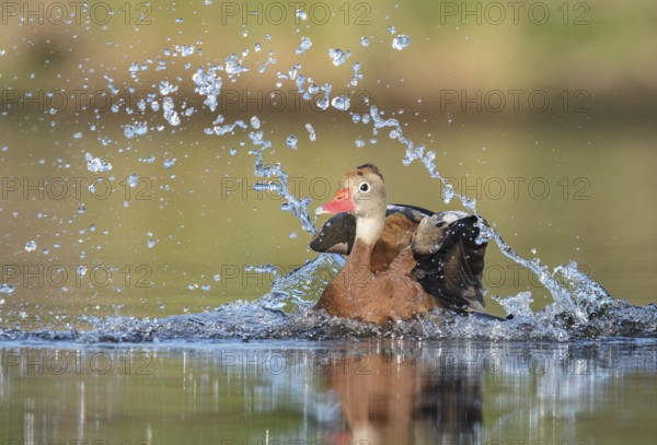 Black-bellied Whistling Duck (Dendrocygna autumnalis) bathing, Texas, USA
