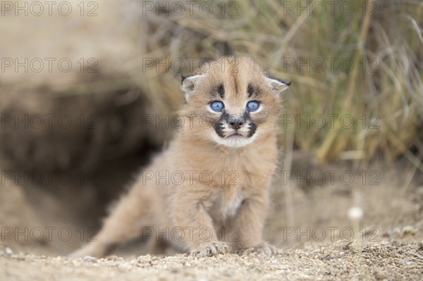 Caracal (Caracal caracal) cub at den, Castile-La Mancha, Spain