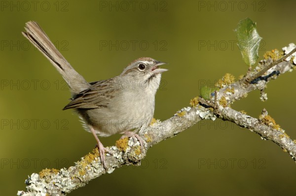 Rufous-crowned Sparrow (Aimophila ruficeps) singing, Texas, USA