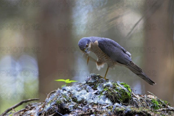 Sperber lat. Accipiter nisus; Männchen am Beuteübergabeplatz mit gerupftem Kleinvogel kratzt sich