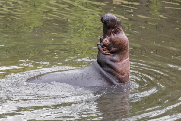 An adult male hippopotamus (Hippopotamus amphibius) shows aggression and defends its territory