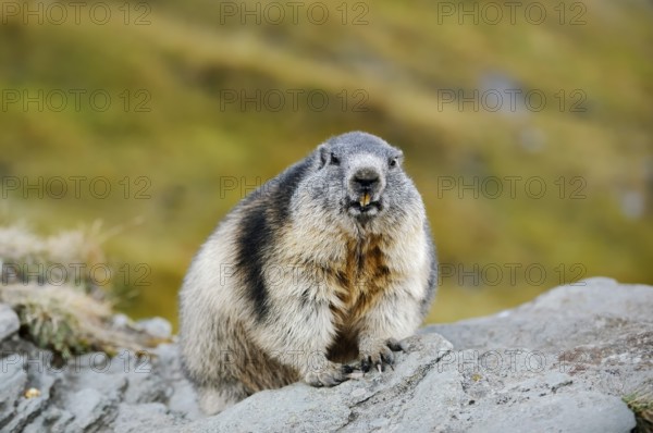 Alpine marmot (Marmota marmota), Hohe Tauern National Park, Austria