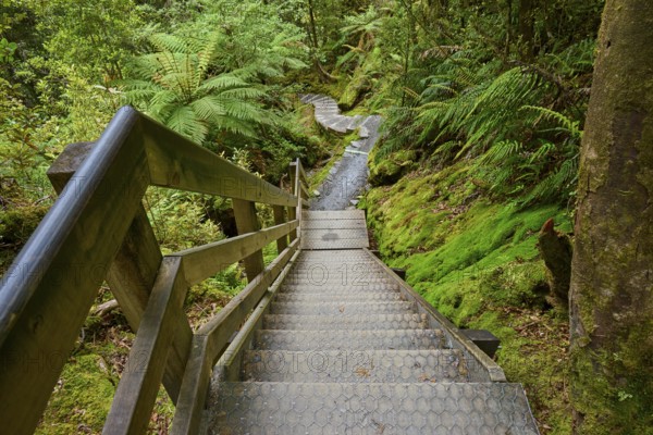 A wooden staircase leads through a green forest with ferns and dense foliage, summer, Lake Matheson, Fox Glacier, South Island, New Zealand