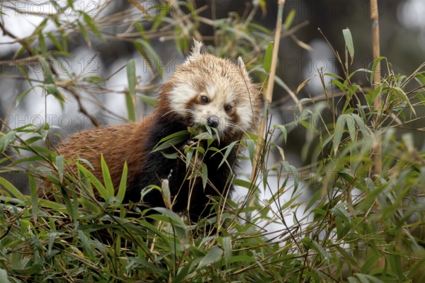 Western Red panda (Ailurus fulgens), feeding on bamboo, Singalila National Park, Gairibas, Jamuna, Koshi Province, Nepal
