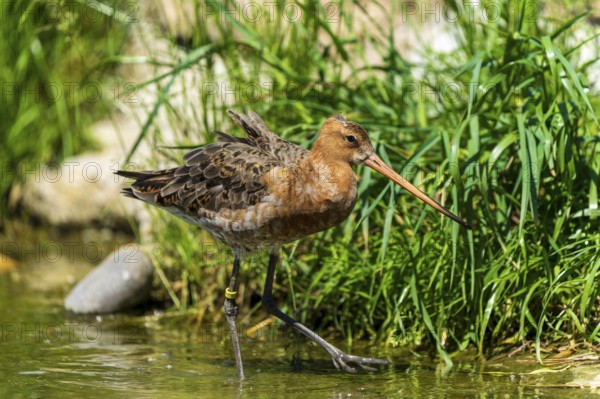 Snipe running in shallow water close to plants, Black-tailed Godwit (Limosa limosa), France