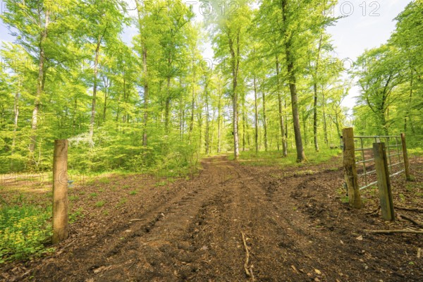 A muddy forest path leads through a green, peaceful forest in daylight, forest pasture project, compensation measure for the Hermann Hesse railway, Gechingen, district of Calw, Germany