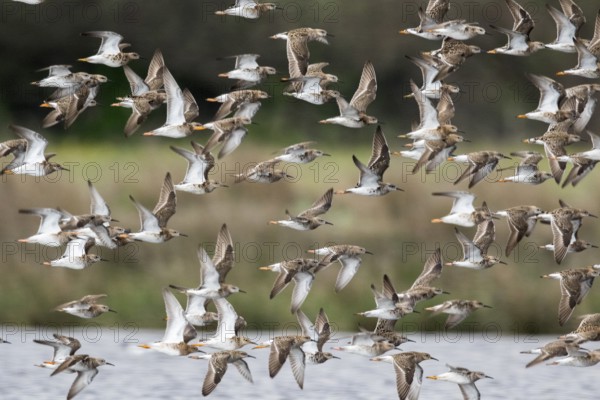 Ruff (Calidris pugnax) group flying, Romania