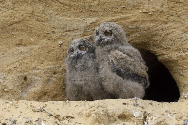 Eurasian Eagle-Owl (Bubo bubo) chicks on ground, North Rhine-Westphalia, Germany