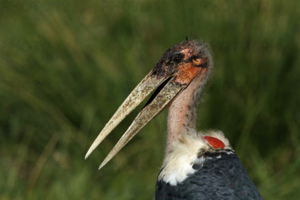 Afrikaanse Maraboe, Marabou Stork, Leptoptilos crumeniferus