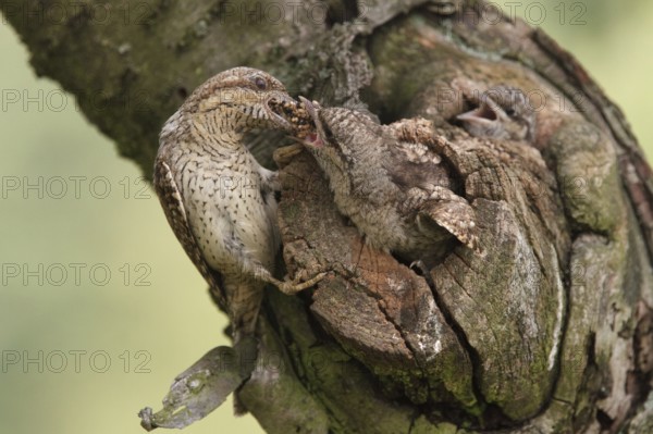 Eurasian Wryneck (Jynx torquilla) juvenile, Saxony, Germany