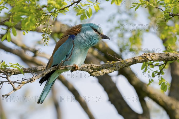 European Roller (Coracias garrulus) perched on a branch, Puszta, Hungary