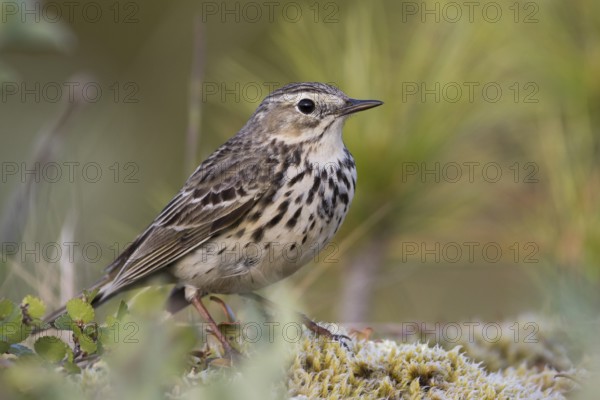 Meadow Pipit - Wiesenpieper - Anthus pratensis ssp. pratensis, Russia