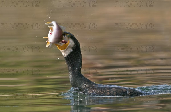 Great Cormorant (Phalacrocorax carbo) with Eurasian perch (Perca fluviatilis) prey in beak, Piedmont, Italy