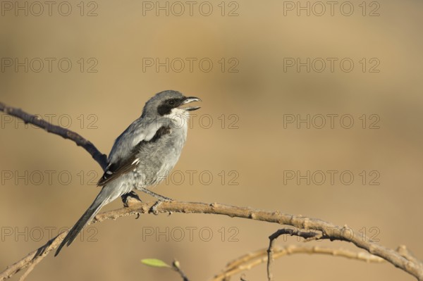 Southern Grey Shrike (Lanius meridionalis) calling from a branch, Lanzarote, Spain