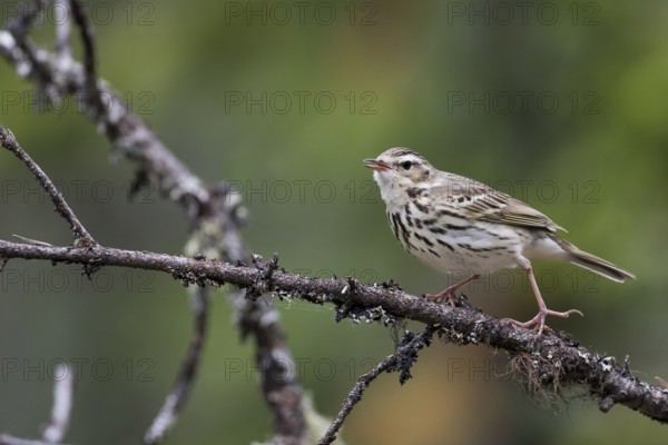 Olive-backed Pipit - Waldpieper - Anthus hodgsoni ssp. yunnanensis, Russia