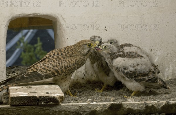 Common Kestrel (Falco tinnunculus) juvenile, Saxony, Germany