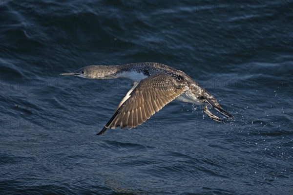 Sterntaucher (Gavia stellata) juvenile flying, North Sea, Germany