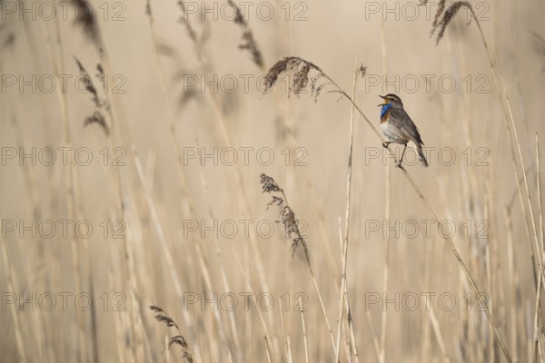 Bluethroat (Luscinia svecica cyanecula) male singing in reed, Mecklenburg-Western Pomerania, Germany