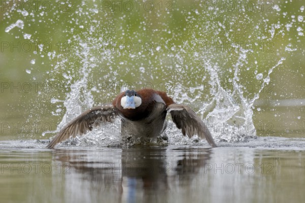 Ruddy Duck (Oxyura jamaicensis) male, British Columbia, Canada