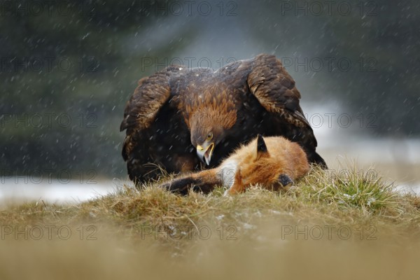 Golden Eagle feeding on kill Red Fox in the forest during rain and snowfall. Bird behaviour in the nature. Behaviour scene with brown bird of prey, eagle with catch, Poland