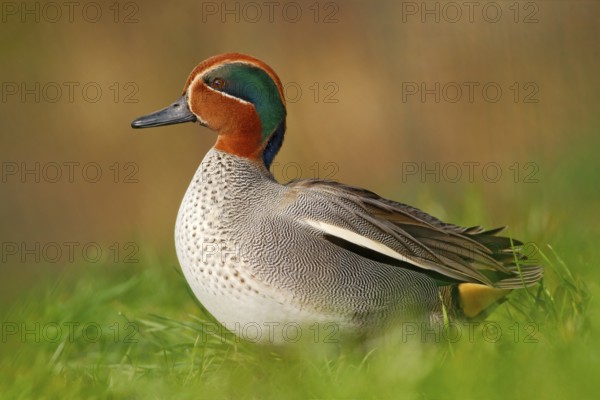 Camnon Teal, Anas crecca, nice duck with rusty head, in green grass. Spring bird near the water. Wildlife scene from nature. Bird in the habitat