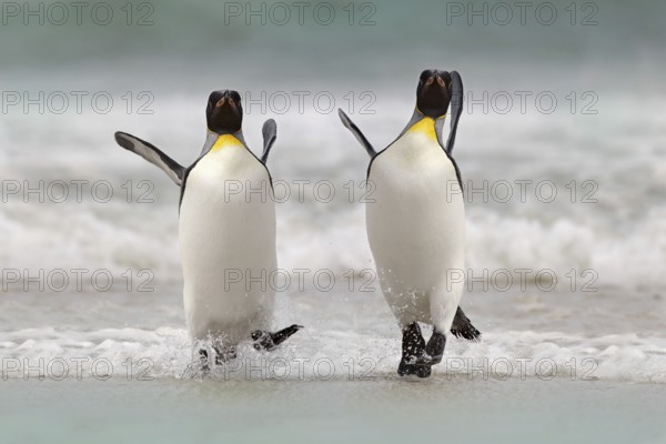 Wild bird in the water. Big King penguin jumps out of the blue water after swimming through the ocean in Falkland Island. Wildlife scene from nature. Funny image from the ocean