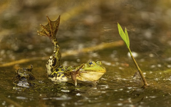 Teichfrosch (Pelophylax)