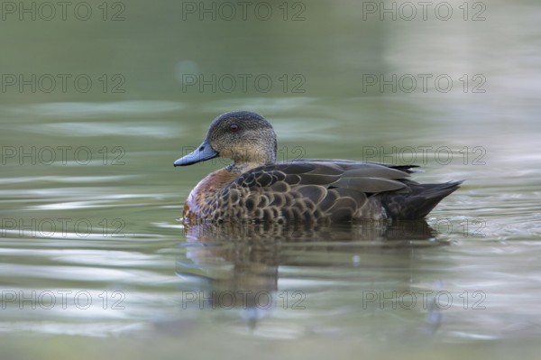 Chestnut Teal (Anas castanea) young male, Victoria, Australia