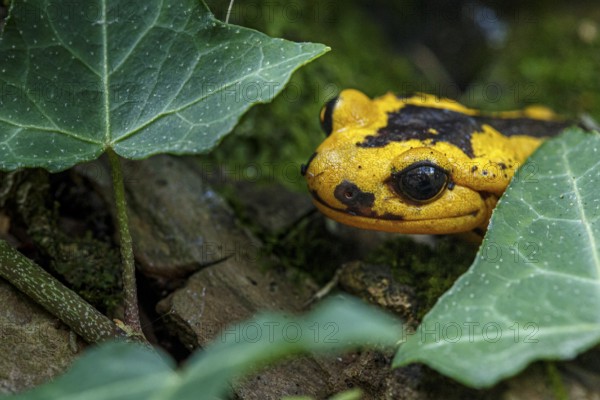 Fire Salamander (Salamandra salamandra bernardezi), endemic subspecies of a few points in north Spain, Oviedo, Spain