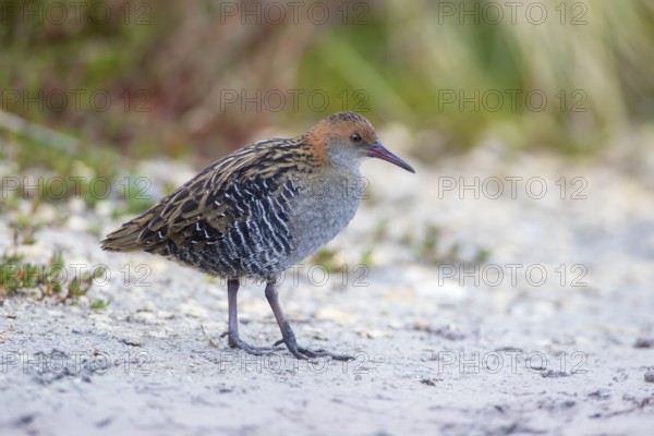 Lewin's Rail (Lewinia pectoralis) male, Victoria, Australia