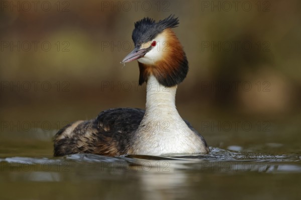 Great Crested Grebe (Podiceps cristatus), North Rhine-Westphalia, Germany
