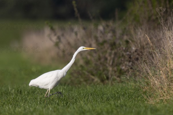 Great Egret (Ardea alba) foraging, North Rhine-Westphalia, Germany