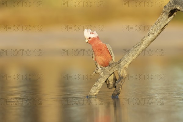 Galah (Eolophus roseicapilla) female at a waterhole, Victoria, Australia