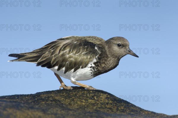 Black Turnstone (Arenaria melanocephala), California, USA