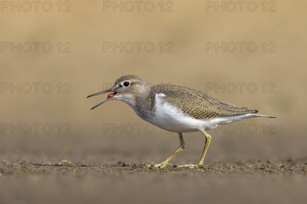 Common Sandpiper (Actitis hypoleucos) foraging, North Rhine-Westphalia, Germany