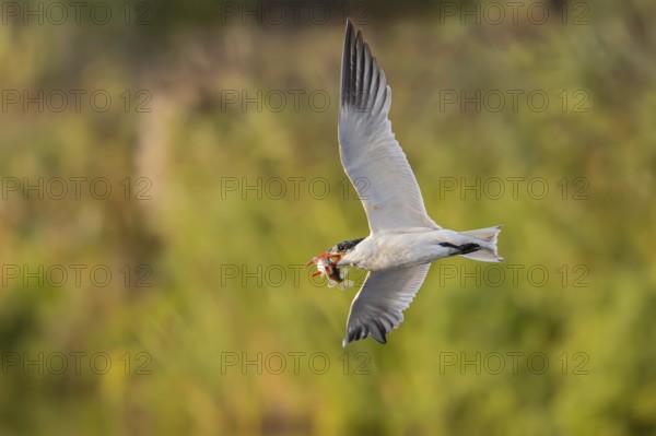 Caspian Tern (Hydroprogne caspia) flying with captured fish prey in its beak, National Park Lauwersmeer, Netherlands