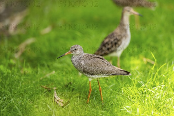 Ruff (Calidris pugnax) female standing on a meadow, captive, Zoo Augsburg, Germany