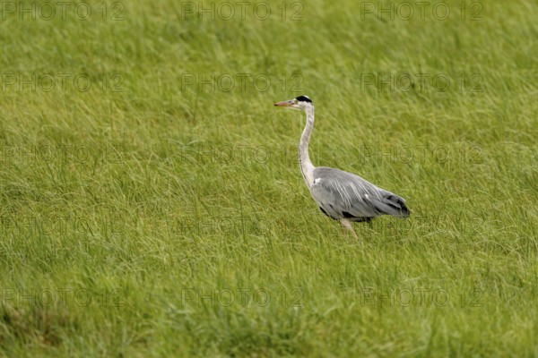 Grey heron (Ardea cinerea), Vulkaneifel, Rhineland-Palatinate, Germany