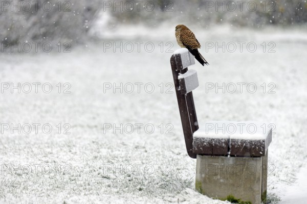 Kestrel (Falco tinnunculus), female using a park bench as a lookout during heavy snowfall, North Sea, Norddeich, Lower Saxony, Germany