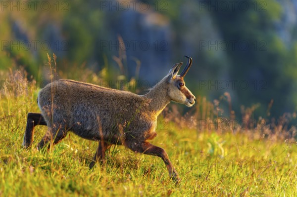 A chamois moves through the meadow in sunny weather, in the background hills, chamois, chamois, (Rupicapra rupicaprae), wildlife, Vosges, France