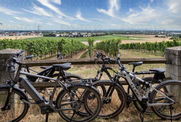 Bicycles of recreational athletes, Wickerer vineyards at the Flörsheimer Warte, Hesse, Germany
