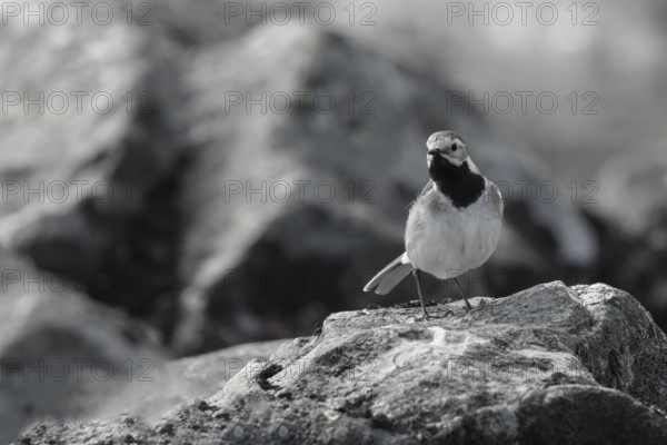 White Wagtail (Motacilla alba), Dalarna, Sweden