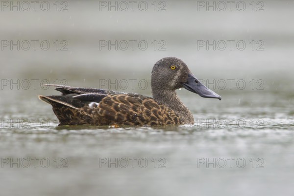 Australasian Shoveler (Spatula rhynchotis) male, Victoria, Australia