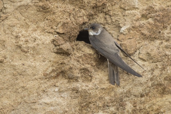 Sand Martin (Riparia riparia) at nesting wall, North Rhine-Westphalia, Germany