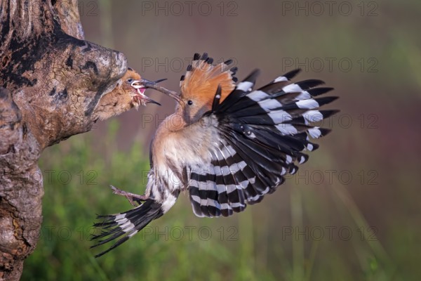Eurasian Hoopoe (Upupa epops) feeding chicks in the breeding cave, Serbia