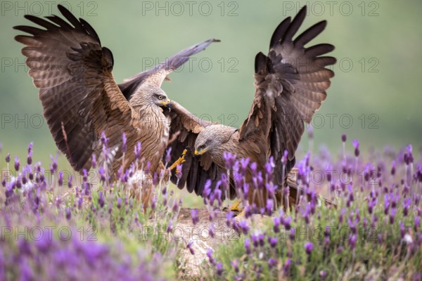 Black Kite (Milvus migrans) fighting, Madrid, Spain