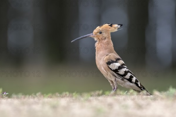 Eurasian Hoopoe (Upupa epops) on ground, Hungary
