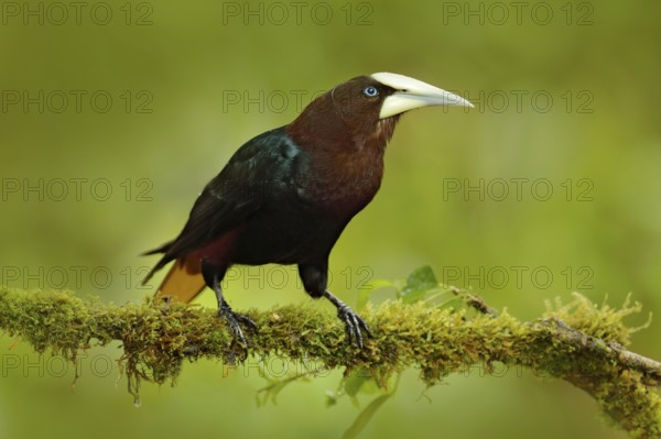 Chesnut-headed Oropendola, Psarocolius wagleri, portrait of exotic bird from Costa Rica, brown with black head and yallow bill, clear green background. Wildlife scene from tropic nature, birdwatching