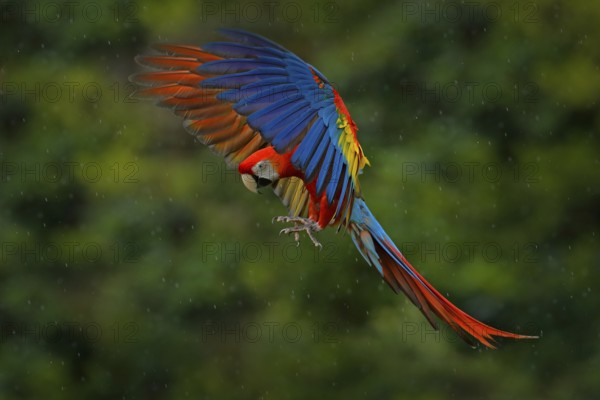 Wildlife scene from tropic nature. Red bird in the forest. Parrot flight. Red parrot in rain. Macaw parrot fly in dark green vegetation. Scarlet Macaw, Ara macao, in tropical forest, Costa Rica