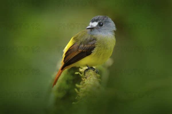 Myiotriccus ornatus, Ornate flycatcher, yellow grey bird from Sumaco in Ecuador. Flycatcher sitting on the tree branch in the habitat - tropic mountain forest. Birdwatching in South America